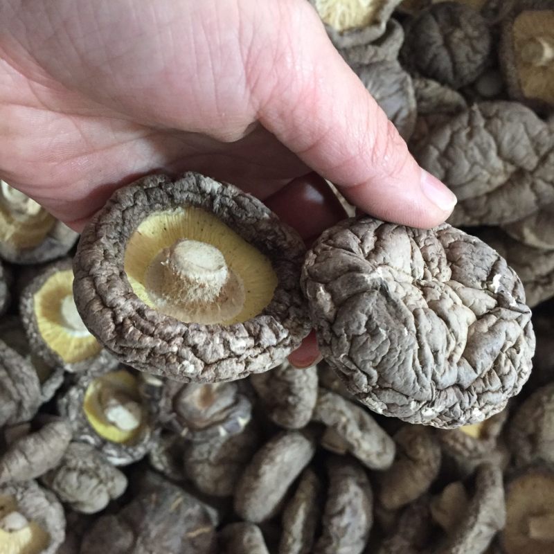 黑面香菇新货干香菇食用菌干货种植原产地批发常年供货大香菇