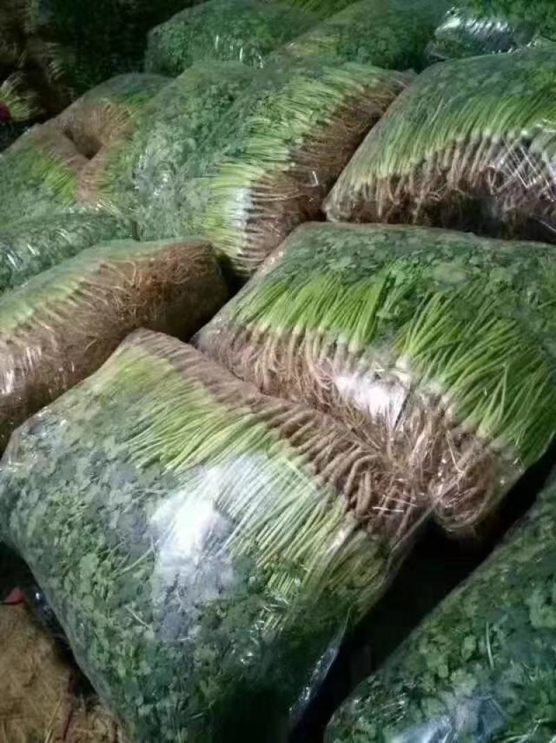 香菜，聊城铁杆青香菜，现货大量现货供应，大量现货供应链
