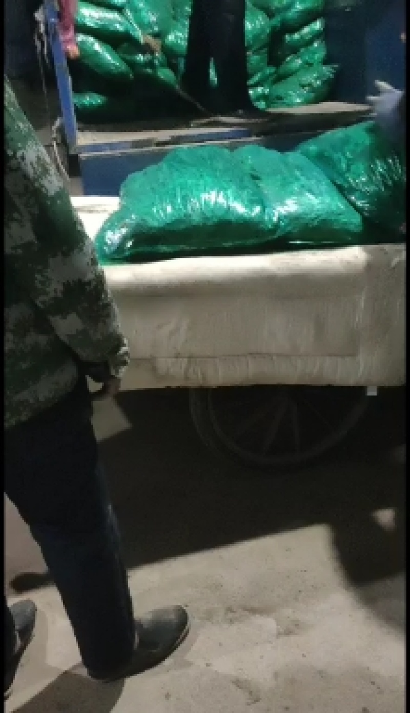 杂交蒜薹通货40~50cm聊城，大张蒜台，