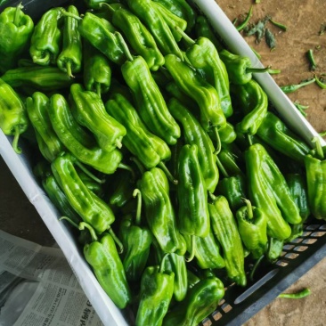 泡椒，泡王，3号.4号.8号.线椒大量上市
