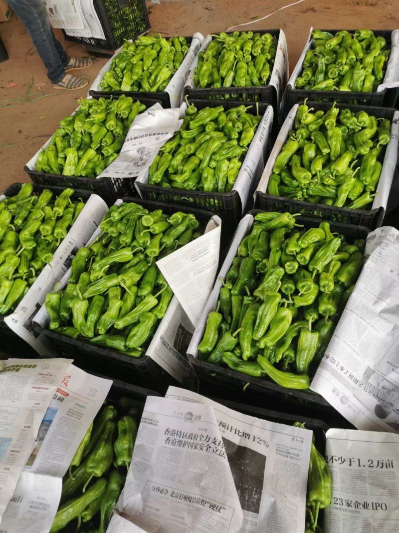 泡椒，泡王，3号.4号.8号.线椒大量上市