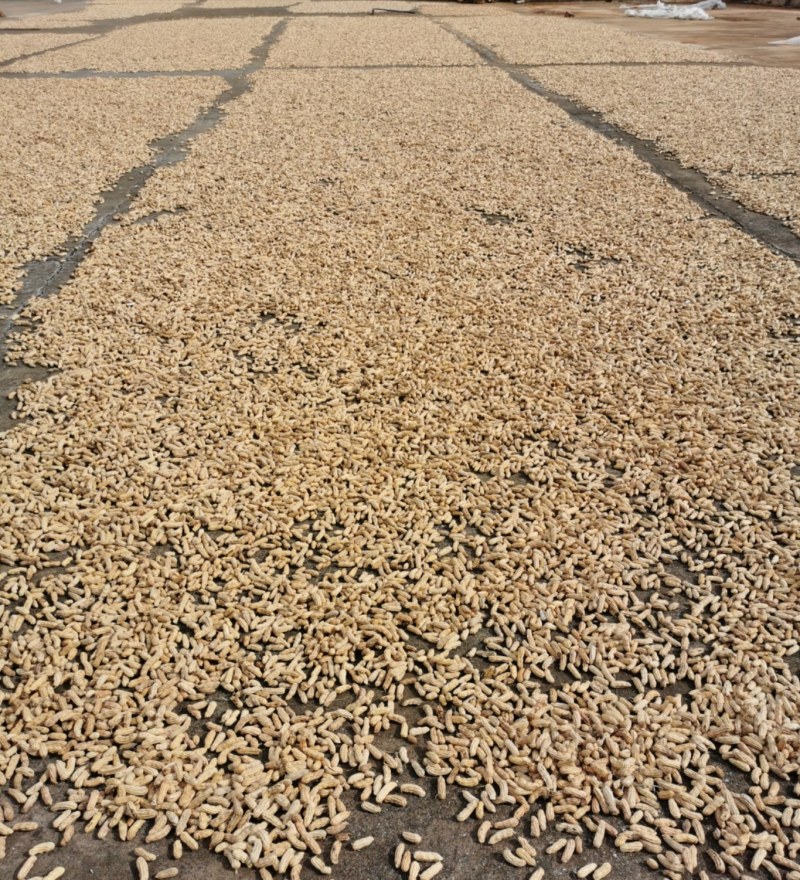 【七彩花生】基地种植，产地直发，云南土货，原生态。