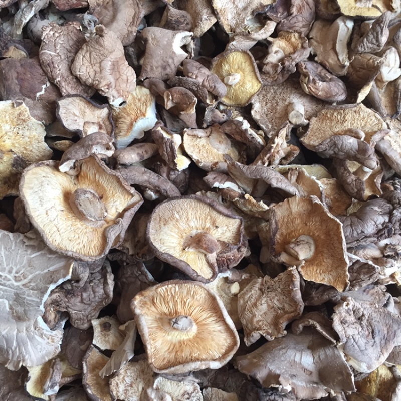 【有好货】香菇大片大杯菇新货上市种植基地批发量大优惠批发