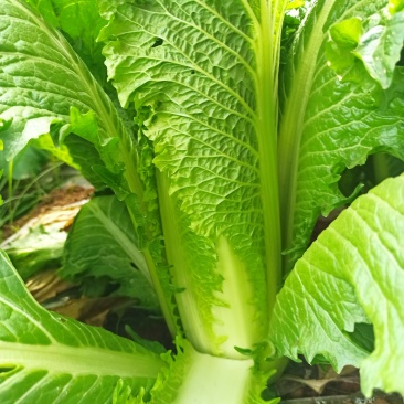 广西横县秋绿火筒菜长白菜卷筒菜火筒青