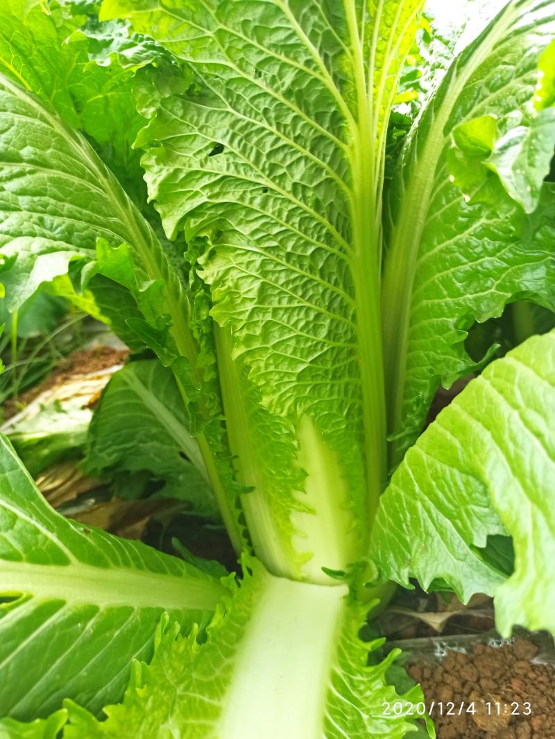 广西横县秋绿火筒菜长白菜卷筒菜火筒青