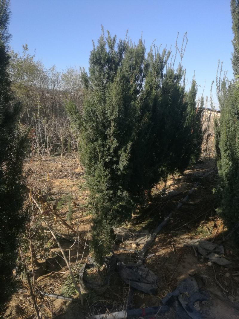 精品苗木红豆杉国家保护护植物