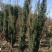 精品苗木红豆杉国家保护护植物