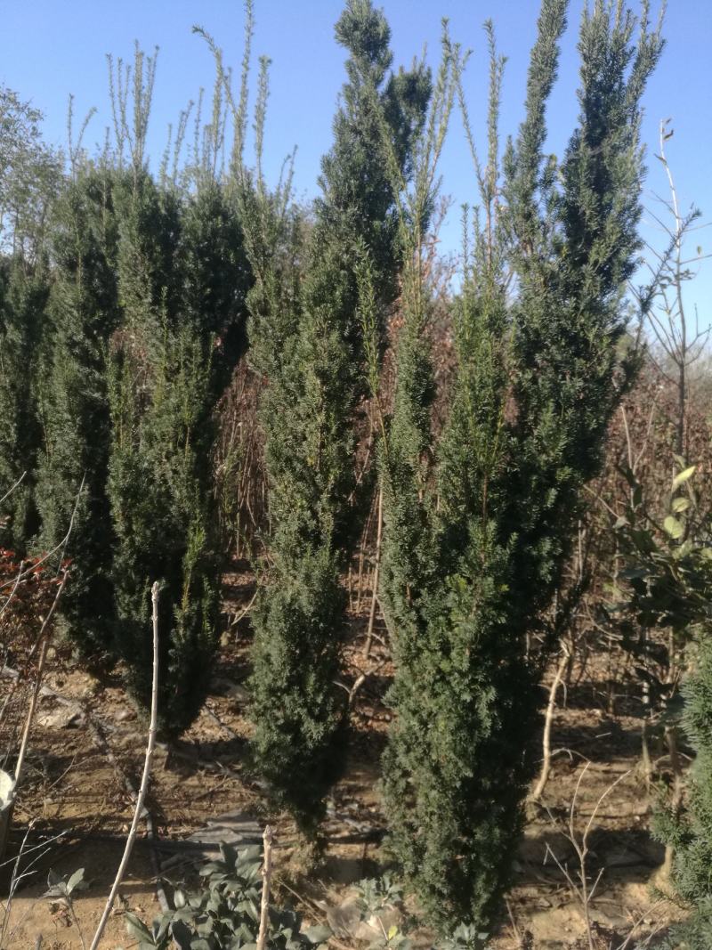 精品苗木红豆杉国家保护护植物