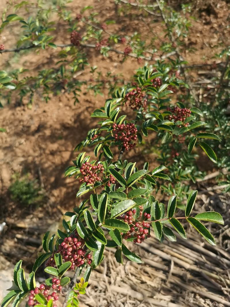 花椒苗，汉源贡椒大红袍