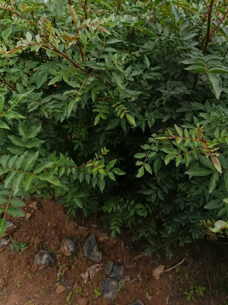 花椒苗，汉源贡椒大红袍