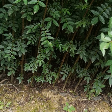 花椒苗，汉源贡椒大红袍