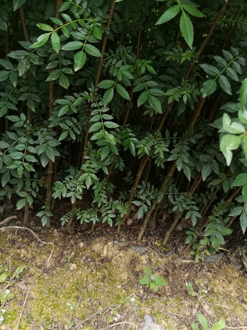 花椒苗，汉源贡椒大红袍