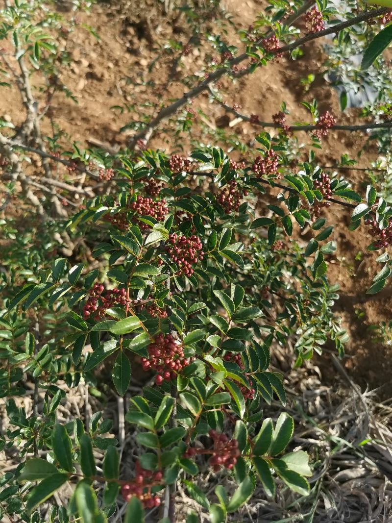花椒苗，汉源贡椒大红袍