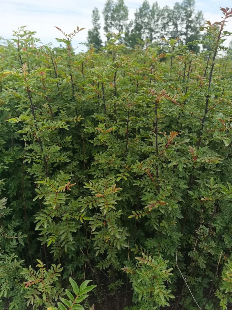 花椒苗，汉源贡椒大红袍