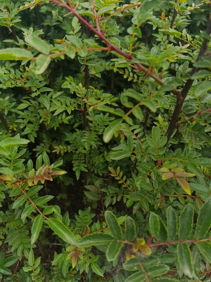 花椒苗，汉源贡椒大红袍