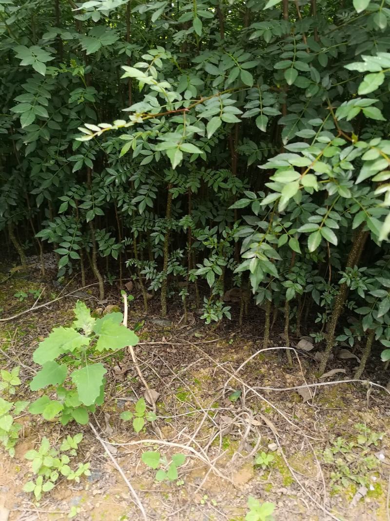 花椒苗，汉源贡椒大红袍