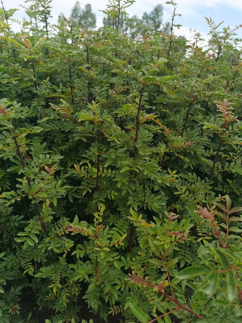 花椒苗，汉源贡椒大红袍