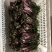 出售新鲜采摘白菜苔红菜苔