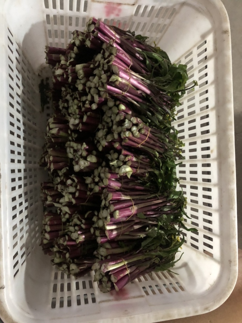 出售新鲜采摘白菜苔红菜苔