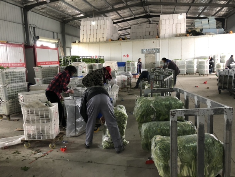 出售新鲜采摘白菜苔红菜苔
