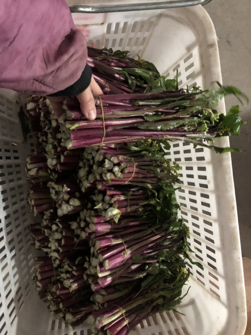 出售新鲜采摘白菜苔红菜苔
