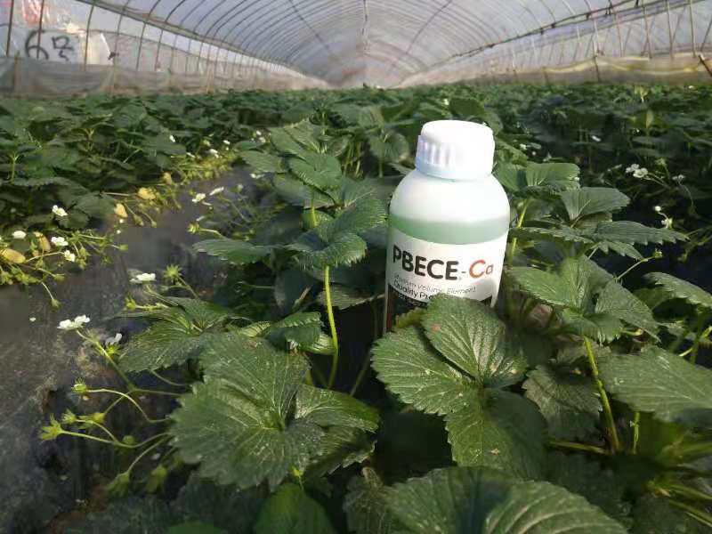 【有好货】进口叶面肥糖醇钙防裂果中量元素水溶肥钙肥冲施肥