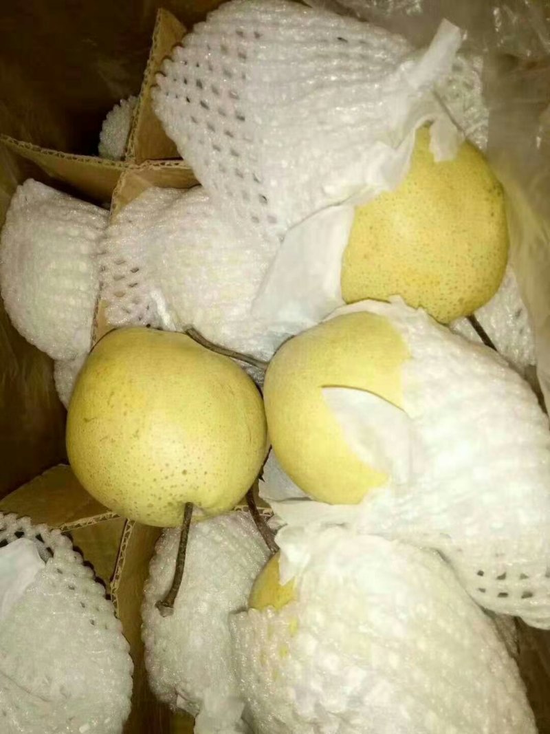 精品雪花梨大量出库中个大，口感好，冰糖雪梨的原材料