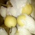 精品雪花梨大量出库中个大，口感好，冰糖雪梨的原材料