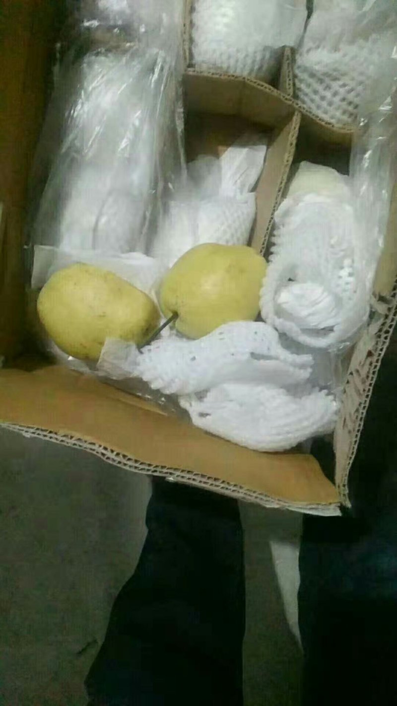 精品雪花梨大量出库中个大，口感好，冰糖雪梨的原材料