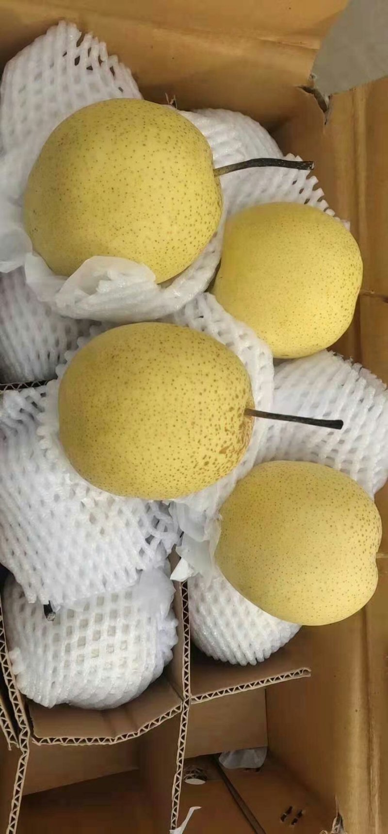 精品雪花梨大量出库中个大，口感好，冰糖雪梨的原材料