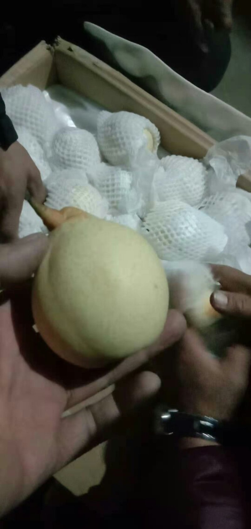 大量供应水晶鸭梨，梨白口感好，价格便宜产地直销