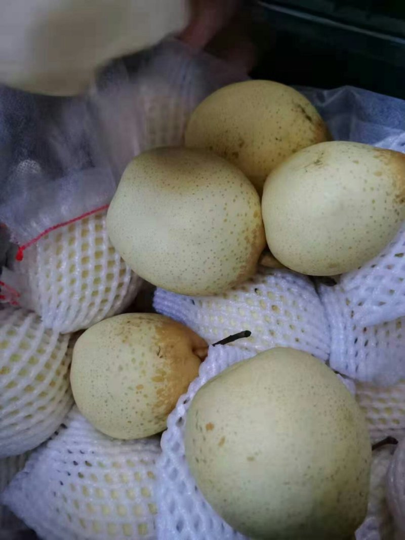 大量供应水晶鸭梨，梨白口感好，价格便宜产地直销
