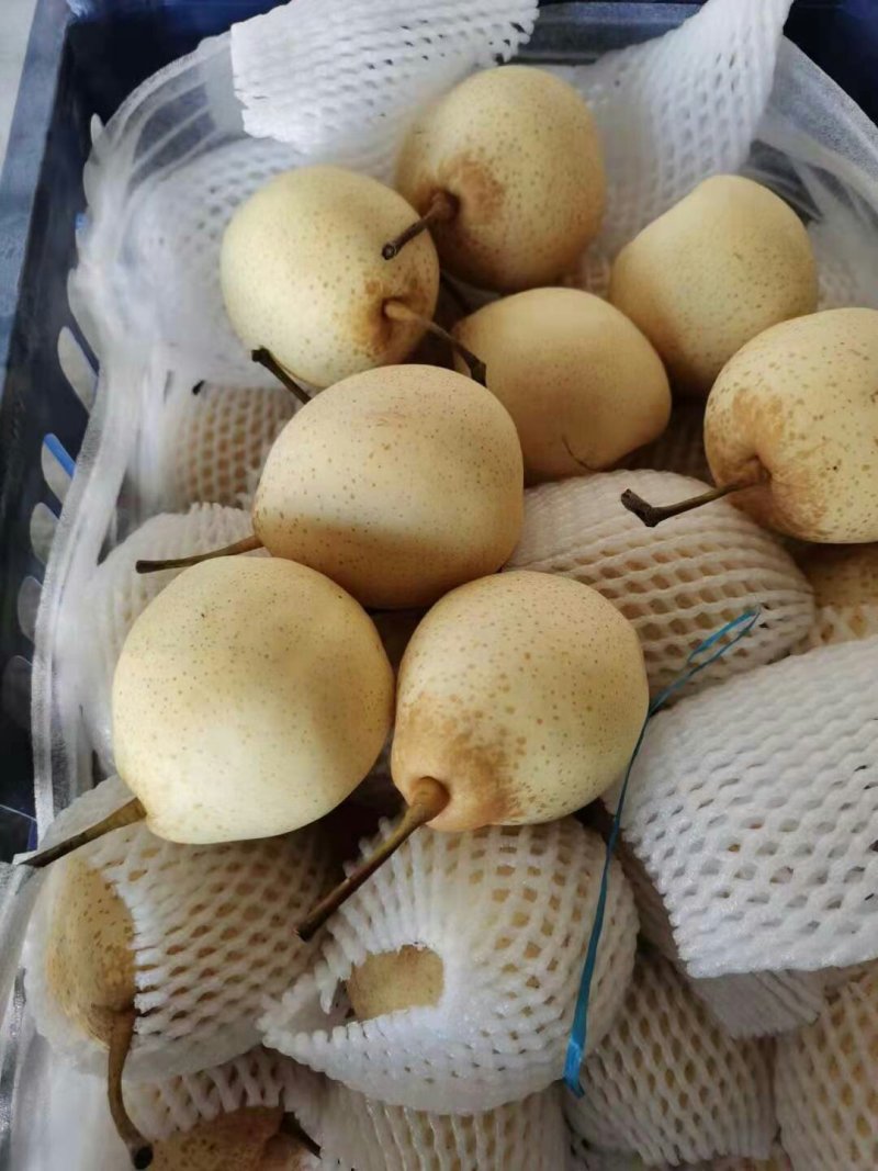 大量供应水晶鸭梨，梨白口感好，价格便宜产地直销