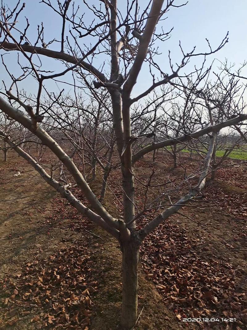 山西运城3--15公樱桃树，品种好，有绿化或者定值樱桃园