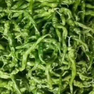 辣椒，螺丝椒，龙椒