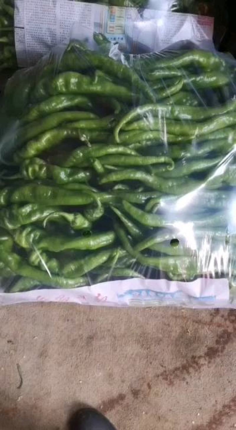辣椒，螺丝椒，龙椒