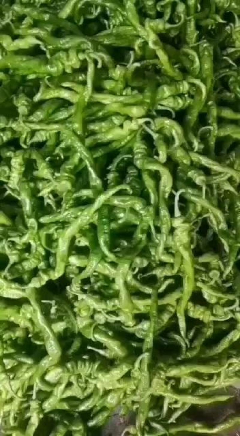 辣椒，螺丝椒，龙椒
