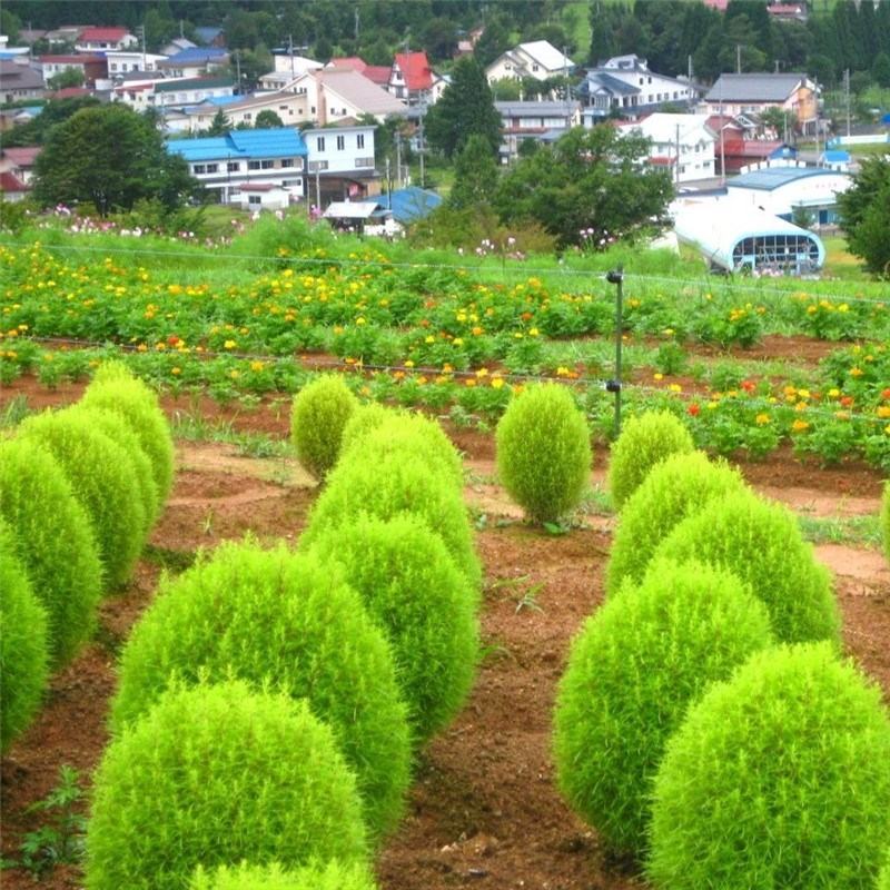 新红地肤种子绿地肤花种子阳台扫帚苗孔雀松景观花海庭院草花