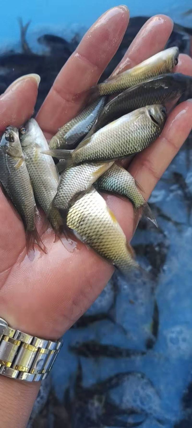 建鲤鱼苗，7F通威鲤鱼苗，量大从优包送到鱼塘，养殖产量高