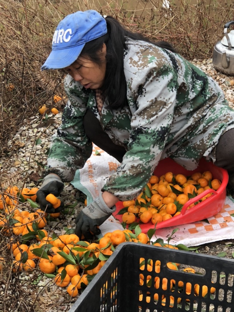 南丰蜜桔无籽口感甜。果型好，果面干分净，颜色红