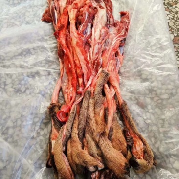 老御头正宗新鲜梅花鹿筋.鲜鹿肉鹿排骨顺丰空运48小时到货