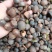 贵州野生榨油山茶籽颗粒饱满