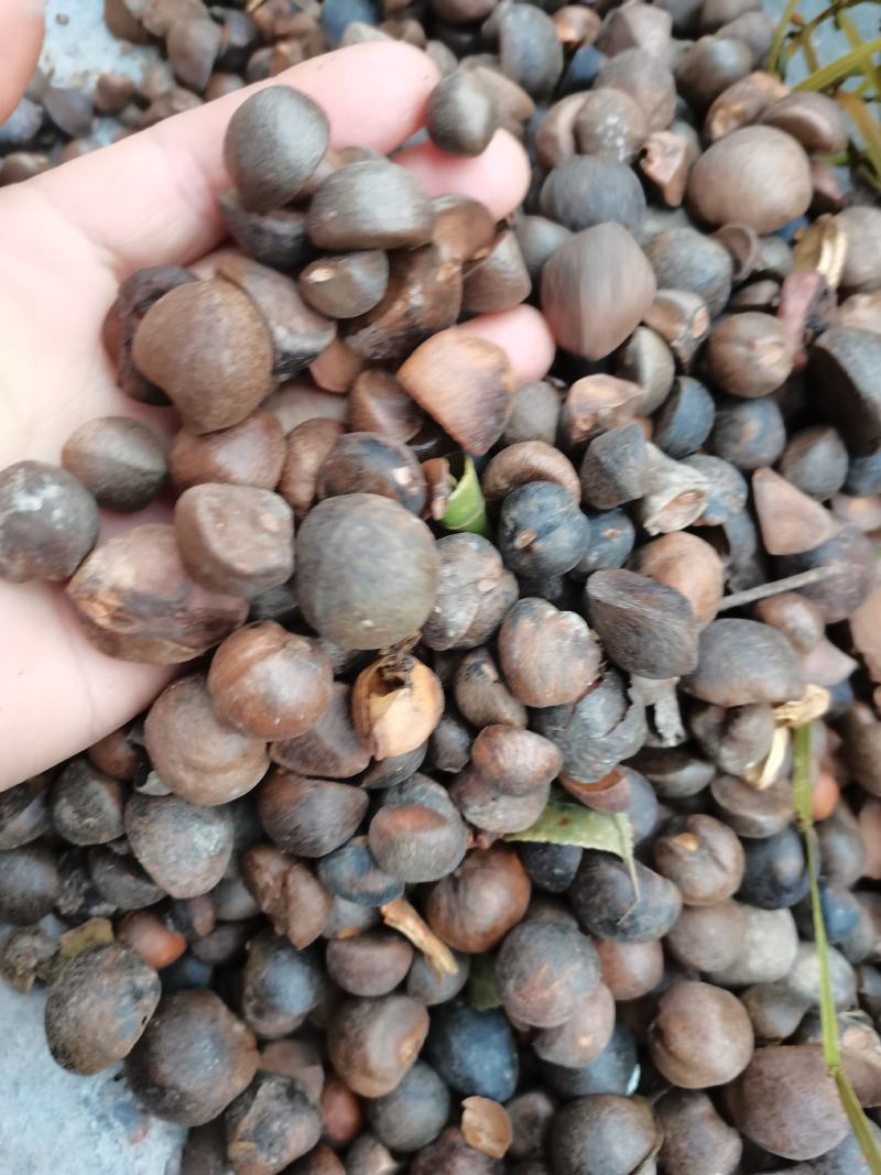 贵州野生榨油山茶籽颗粒饱满