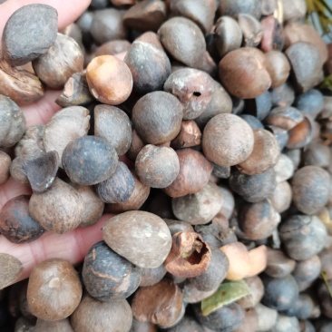 贵州野生榨油山茶籽颗粒饱满