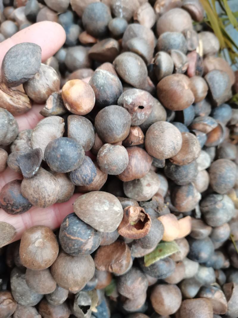 贵州野生榨油山茶籽颗粒饱满