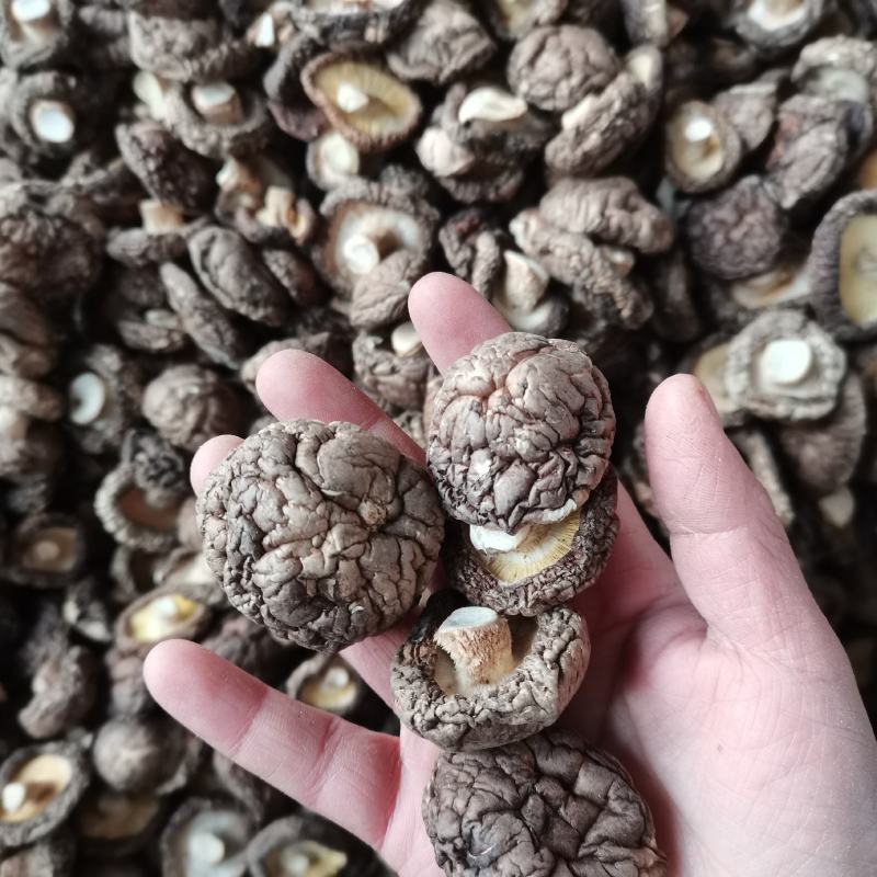 当季新货春载干香菇冬菇面菇原产地直发一手货源大量批发