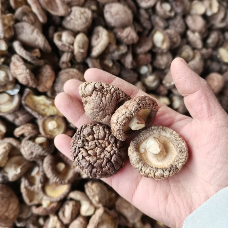 当季新货春载干香菇冬菇面菇原产地直发一手货源大量批发