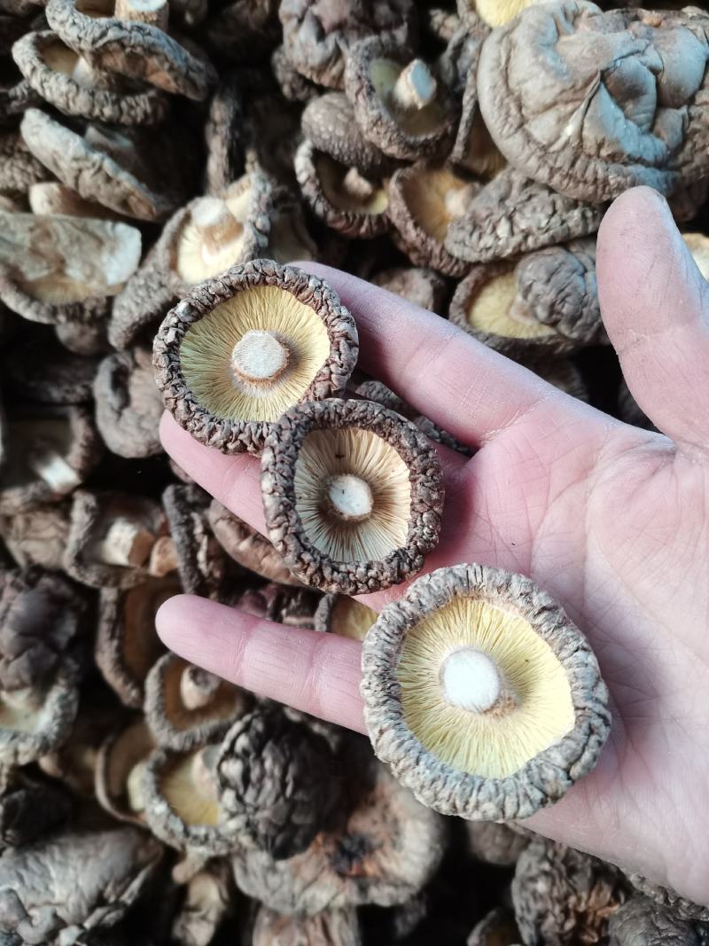 当季新货春载干香菇冬菇面菇原产地直发一手货源大量批发