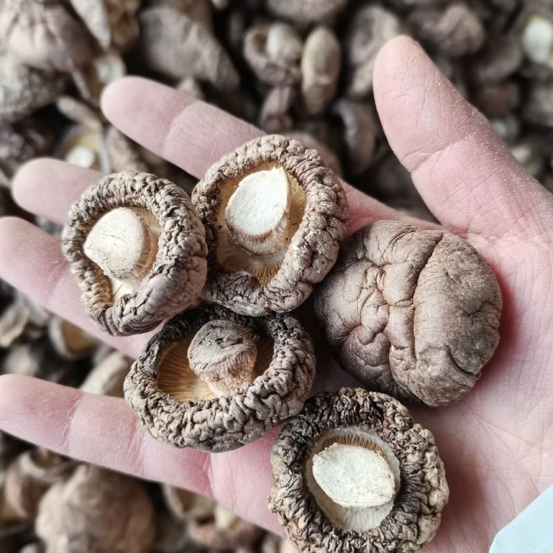 当季新货春载干香菇冬菇面菇原产地直发一手货源大量批发