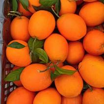 橙子纽荷尔脐橙柑橘水分超足一手货源货量充足